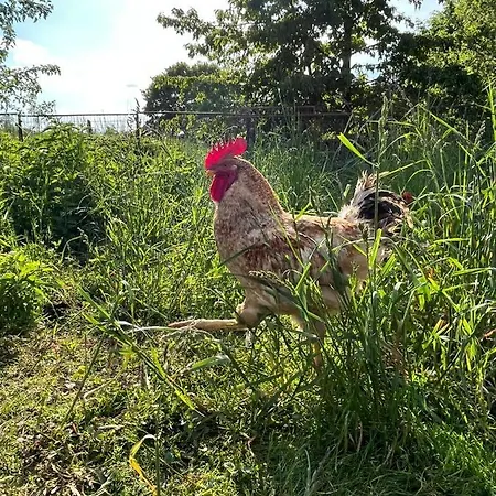 Lucyna Babinska Privat bolig Radkow